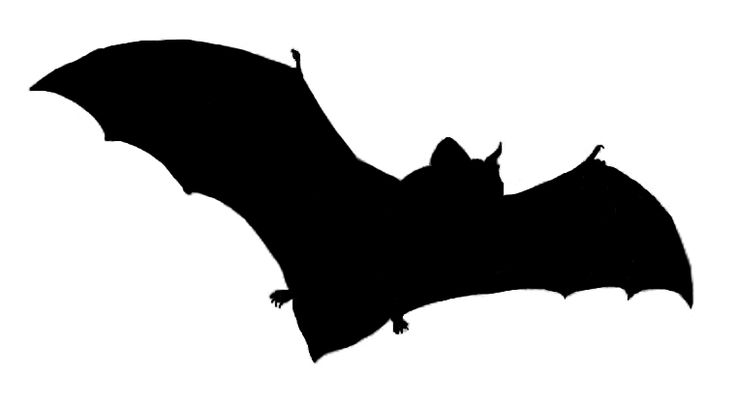BAT