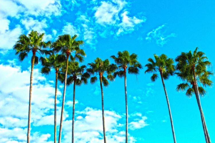 palm trees against a blue sky